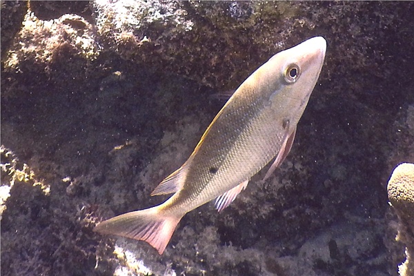 Snappers - Mutton Snapper