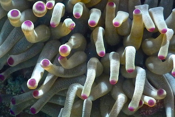 Anemones - Giant Sea Anemone