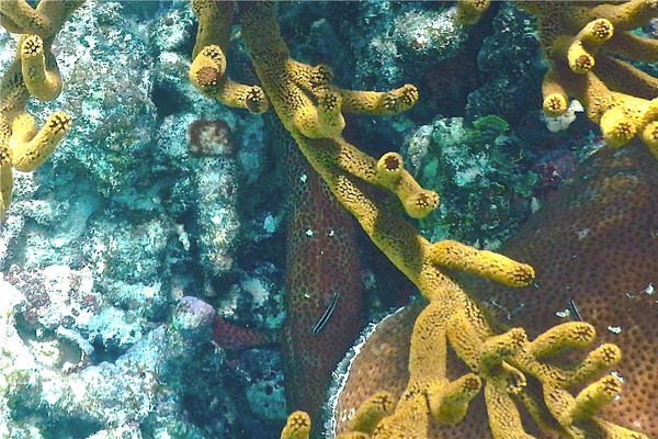 Gobies - Neon Goby