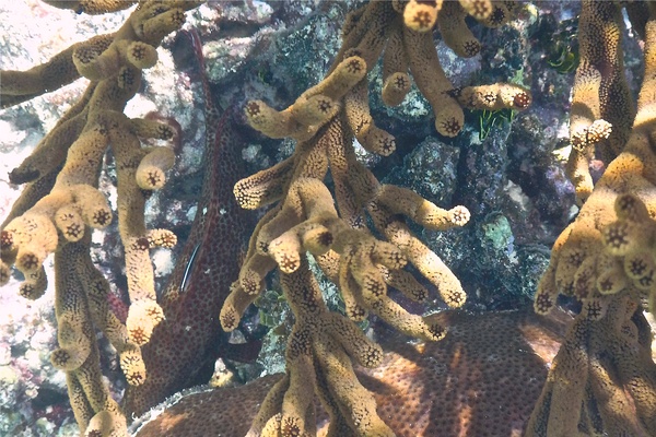 Gobies - Neon Goby