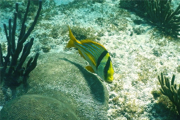 Porkfish - Porkfish Porkfish - Porkfish