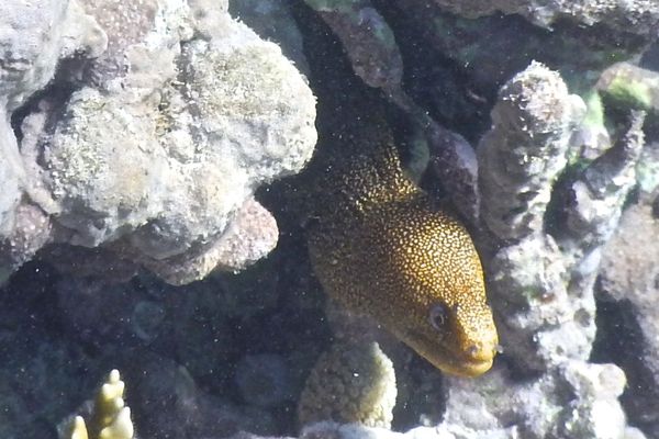 Moray - Goldentail Moray