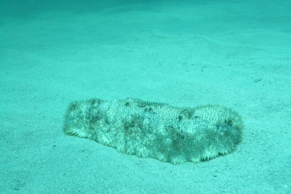 Sea Cucumbers - Furry Sea Cucumber