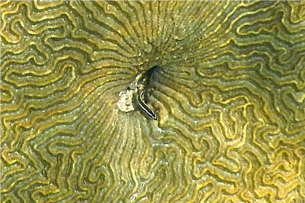 Gobies - Neon Goby