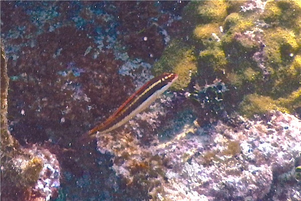 Wrasse - Clown Wrasse