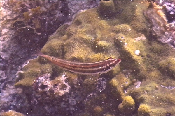 Wrasse - Clown Wrasse