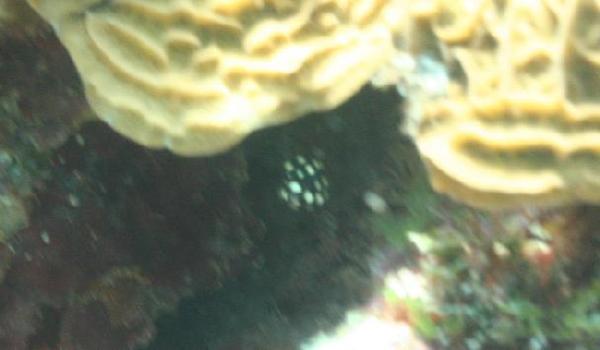 Trunkfish - Smooth Trunkfish