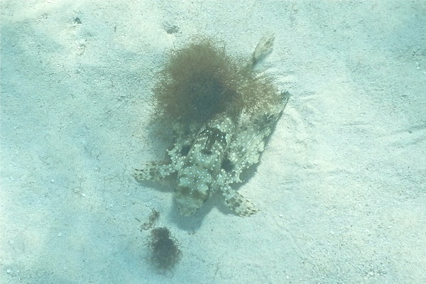 Flying Gurnard - Flying Gurnard