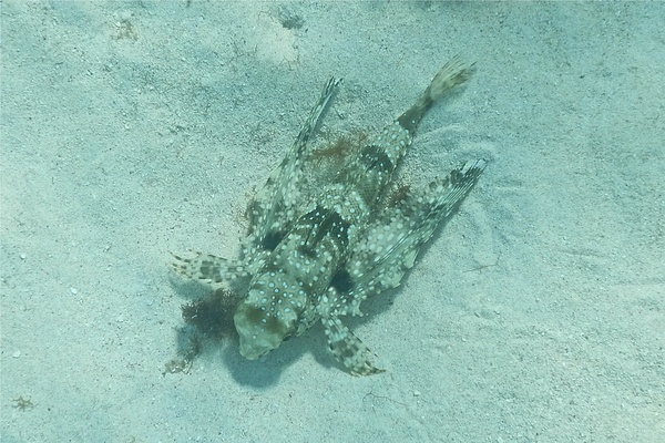 Flying Gurnard - Flying Gurnard