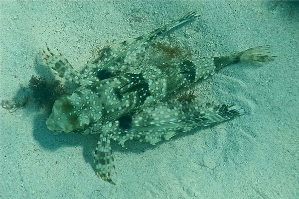Flying Gurnard - Flying Gurnard