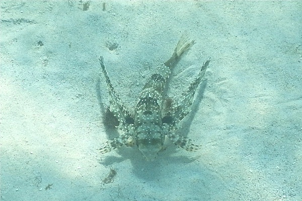 Flying Gurnard - Flying Gurnard
