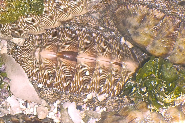 Chiton - West Indian Green Chiton