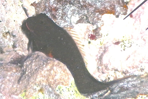 Blennies - Redlip Blenny