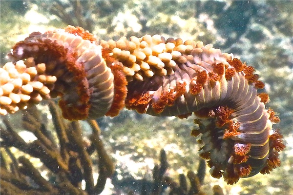 Bristleworm - Bearded Fireworm