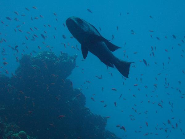 Snappers - Black Snapper