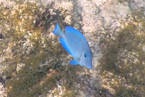 Surgeonfish - Blue Tang