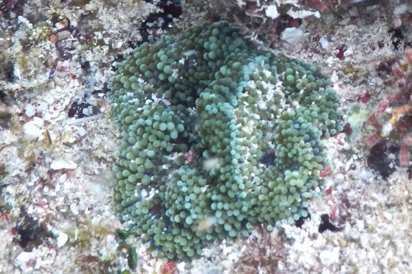 Coral - Florida Corallomorph