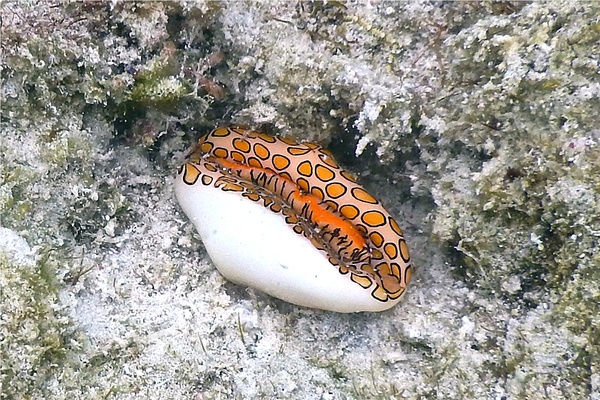 Nudibranches - Flamingo Tongue