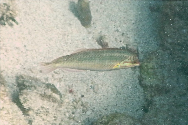 Wrasse - Clown Wrasse