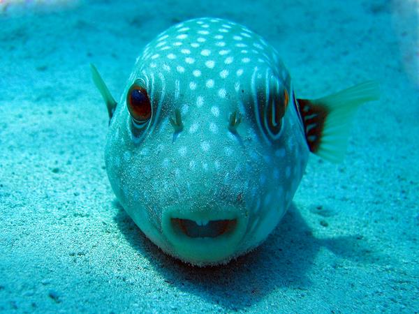 Pufferfish - Whitespotted Puffer