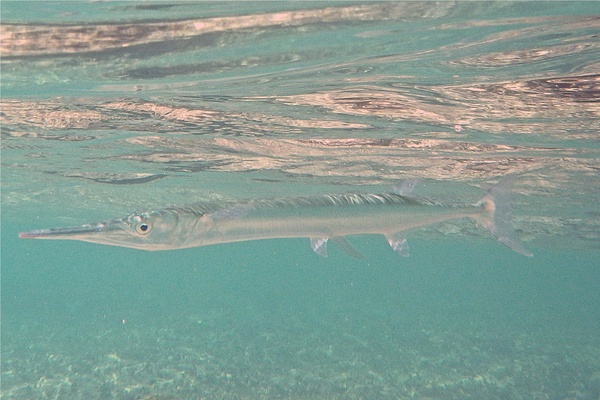 Needlefish - Houndfish Needlefish - Houndfish