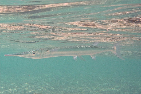 Needlefish - Houndfish