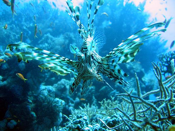 Lionfish - Lionfish