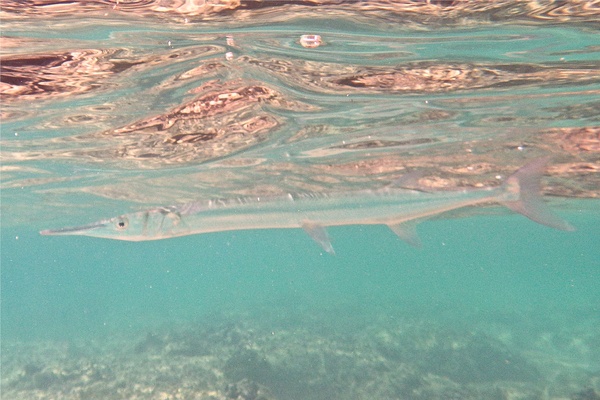 Needlefish - Houndfish Needlefish - Houndfish