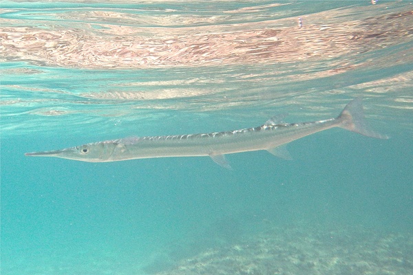 Needlefish - Houndfish Needlefish - Houndfish