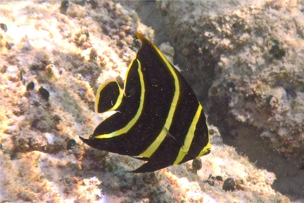 Angelfish - French Angelfish