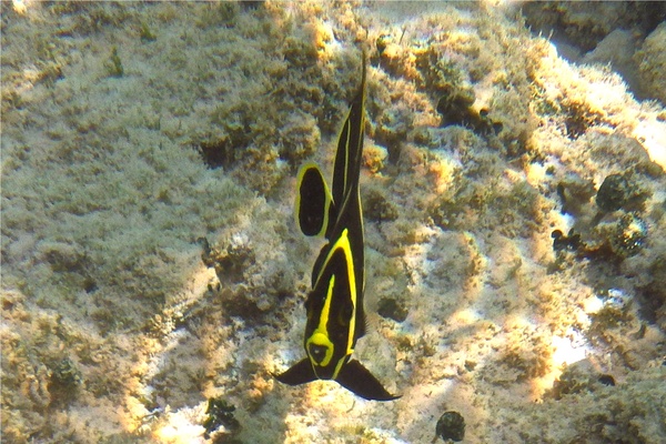 Angelfish - French Angelfish