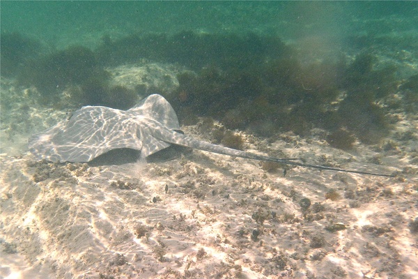 Stingrays - Whiptail Stingray