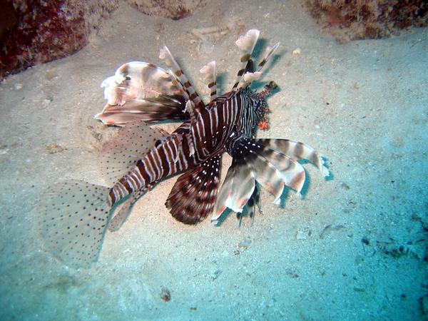 Lionfish - Lionfish