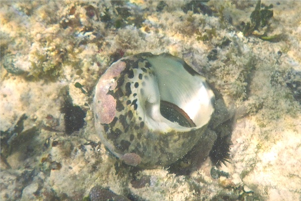 Sea Snails - Magpie Shell Sea Snails - Magpie Shell