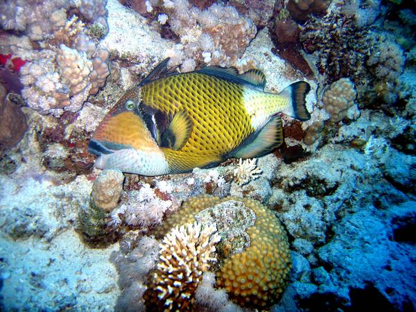 Titan Triggerfish