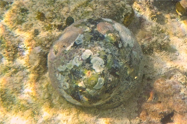 Sea Snails - Magpie Shell Sea Snails - Magpie Shell