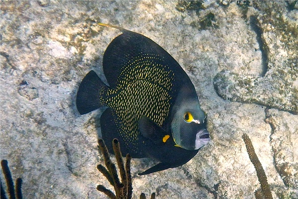 Angelfish - French Angelfish