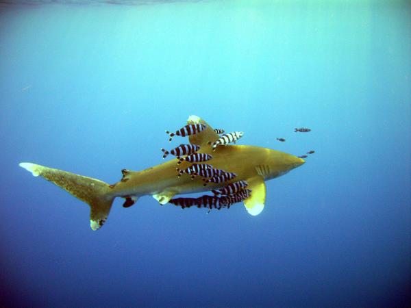 Sharks - Oceanic Whitetip Shark