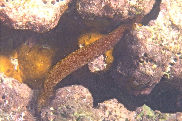 Moray - Goldentail Moray