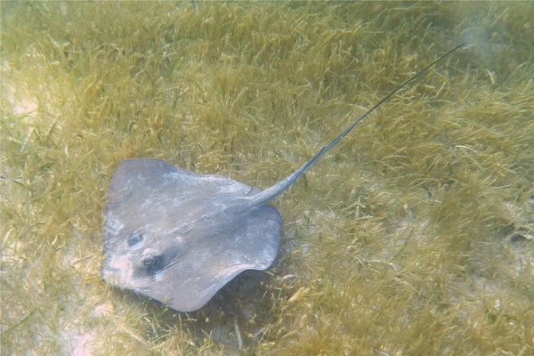 Stingrays - Southern Stingray Stingrays - Southern Stingray