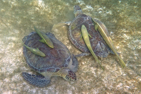 Turtle - Green Sea Turtle