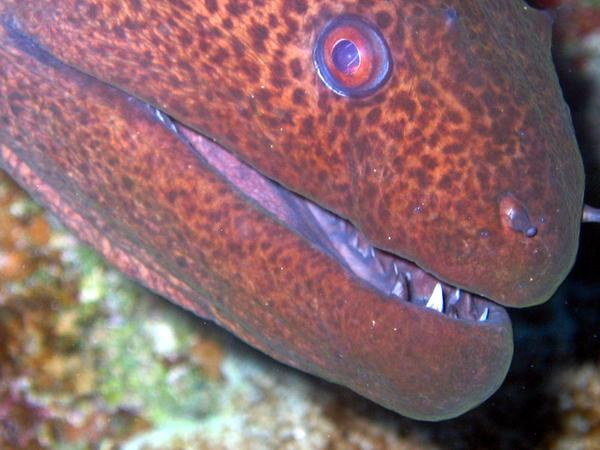 Moray - Giant Moray