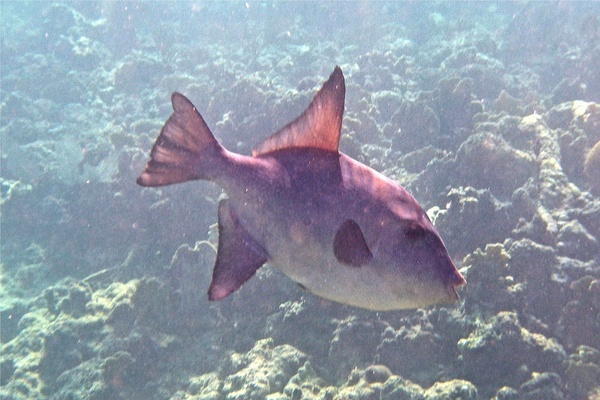 Triggerfish - Ocean Triggerfish