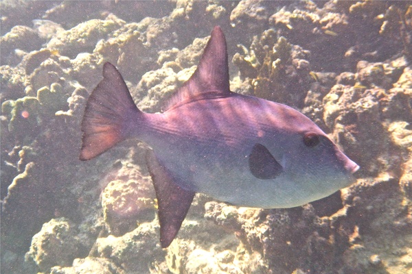 Triggerfish - Ocean Triggerfish