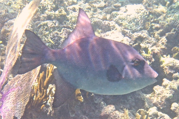 Triggerfish - Ocean Triggerfish