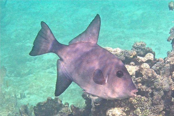 Triggerfish - Ocean Triggerfish