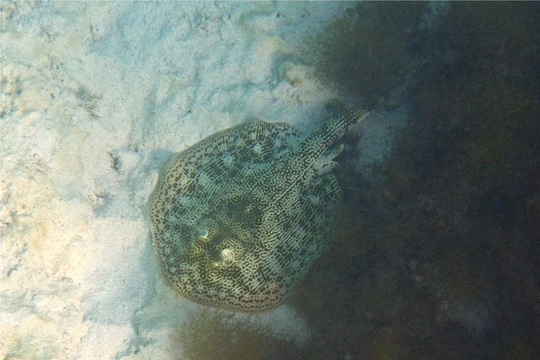 Stingrays - Yellow Stingray