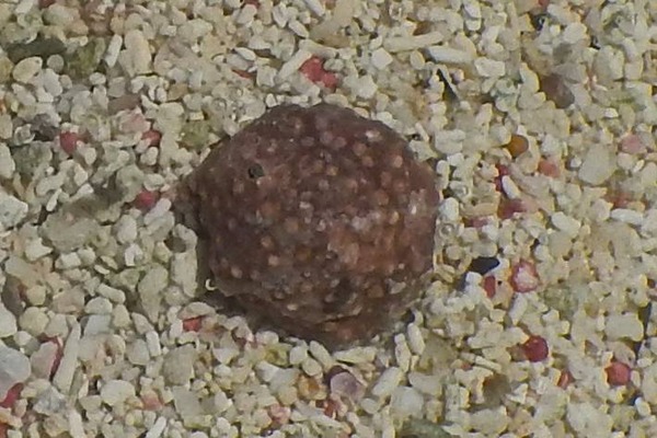 Sea Snails - Warty Cyclostreme