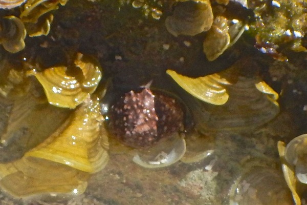 Sea Snails - Warty Cyclostreme Sea Snails - Warty Cyclostreme