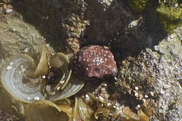 Sea Snails - Warty Cyclostreme Sea Snails - Warty Cyclostreme